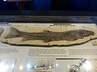 Fosile butte (5).JPG